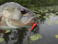 Spinmad Tail Spinner Mag 6g -Angelgeschäft GL 0701r 2